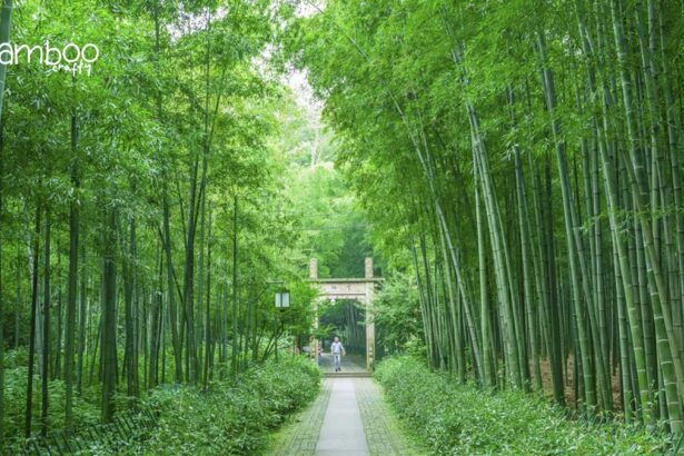 Does Bamboo Grow in Missouri? Uncover the Surprising Truth!