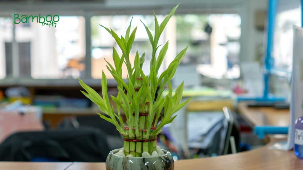 Bamboo Indoor Plants