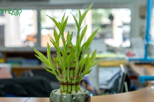 What Benefits Does a Bamboo Plant Have for the Home: 5 Top Perks