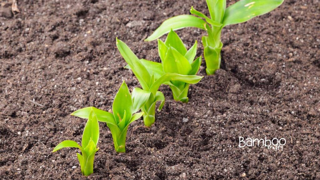 Planting Bamboo