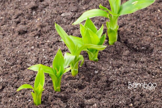 Does Bamboo Grow in Arizona?: Surprising Insights!