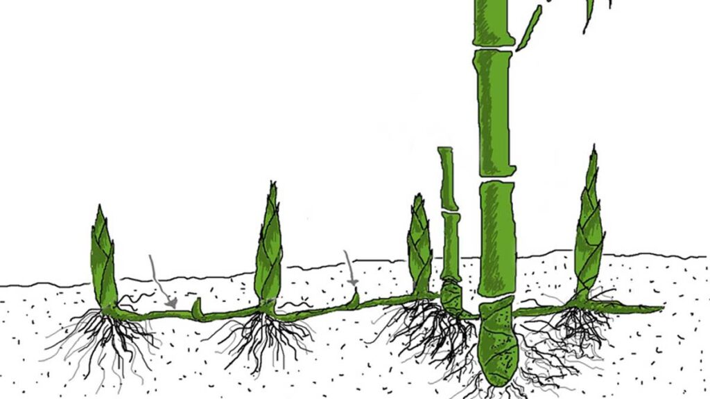 Bamboo Root Depth