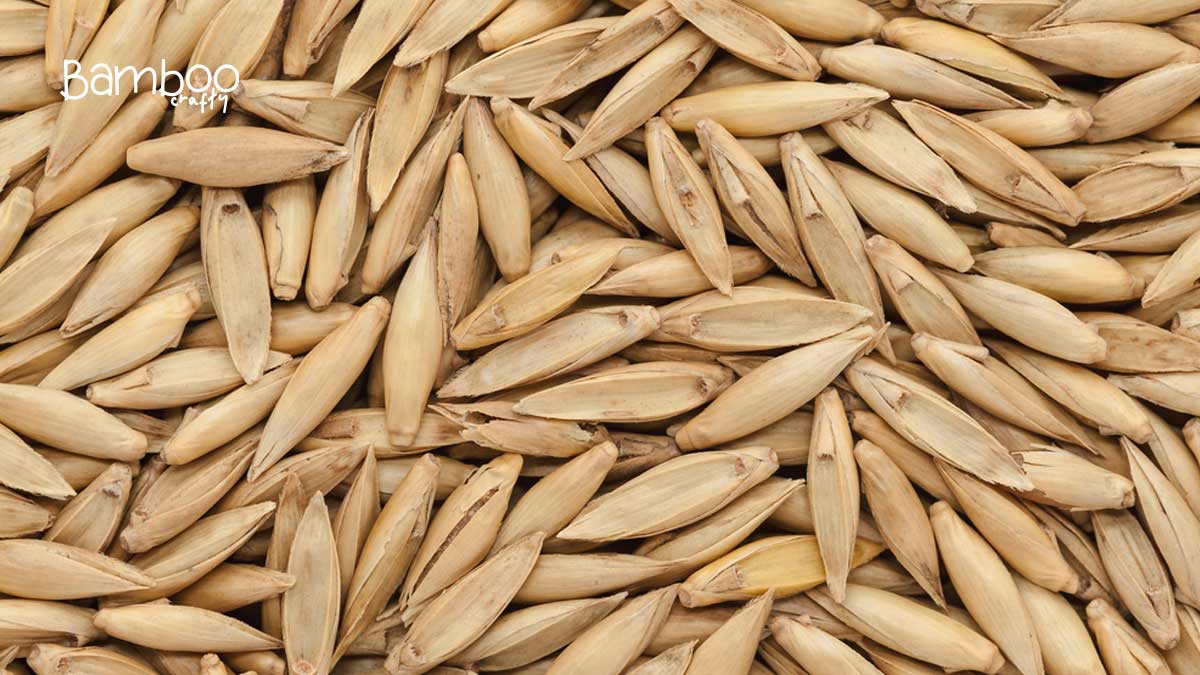 What Does Bamboo Seeds Look Like: Unveiling the Mystery