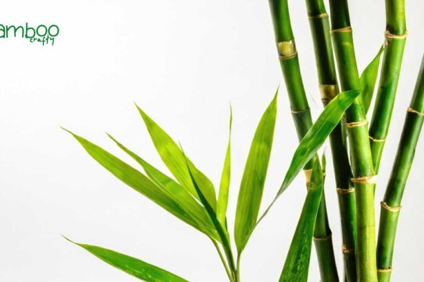 What are the Benefits of Bamboo: Eco-Friendly & Strong