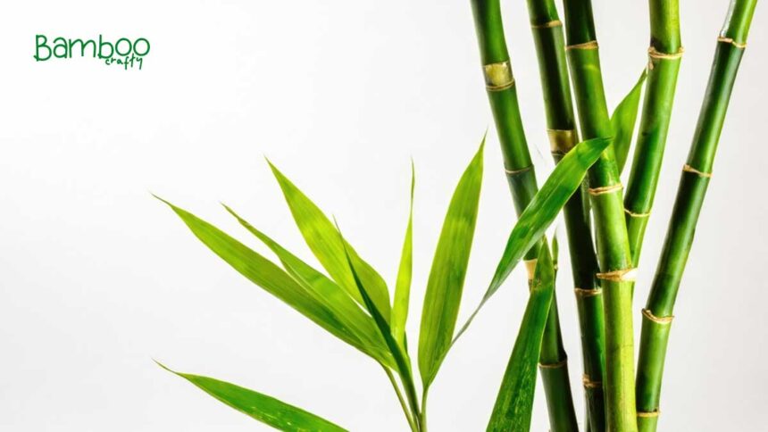 What are the Benefits of Bamboo: Eco-Friendly & Strong