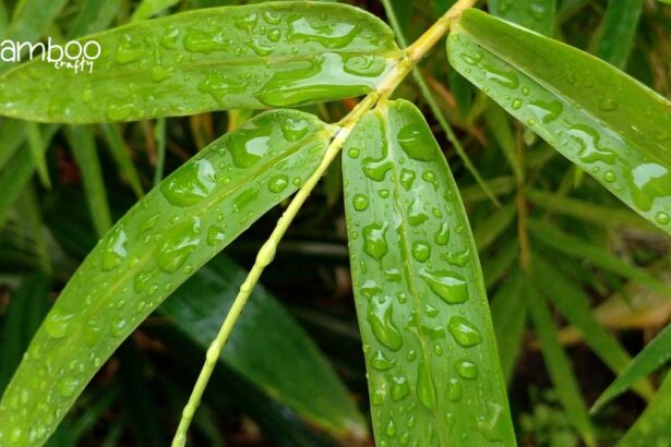 What is the Health Benefits of Bamboo Leaves: Discover Wellness!