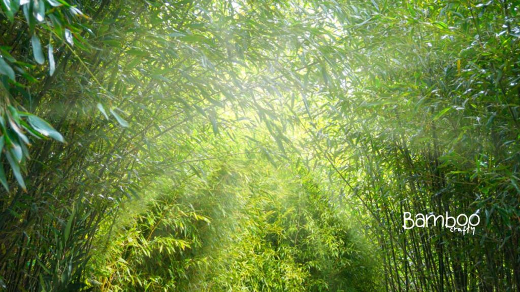 Can Bamboo Grow in Indiana?