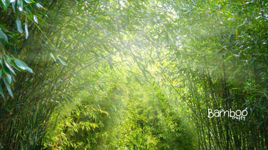 Can Bamboo Grow in Indiana? Thriving Tips Revealed!