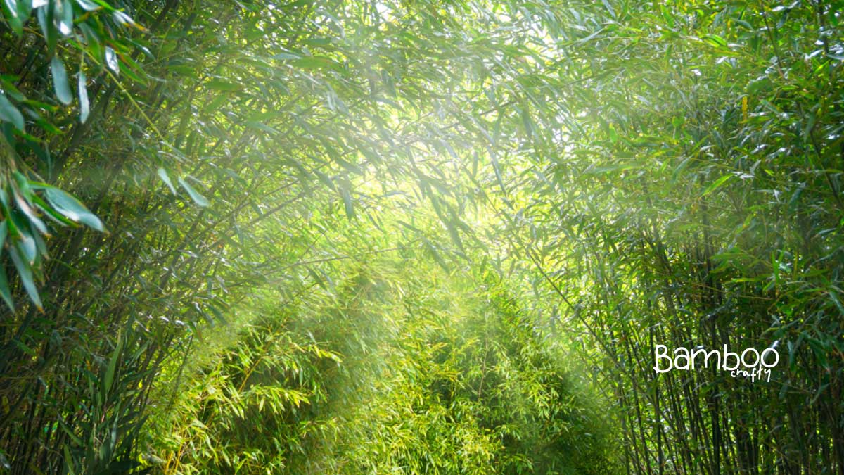 Can Bamboo Grow in Indiana? Thriving Tips Revealed!