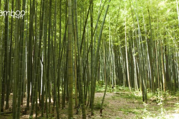 Can Bamboo Grow in Missouri? Thriving Tips Revealed!