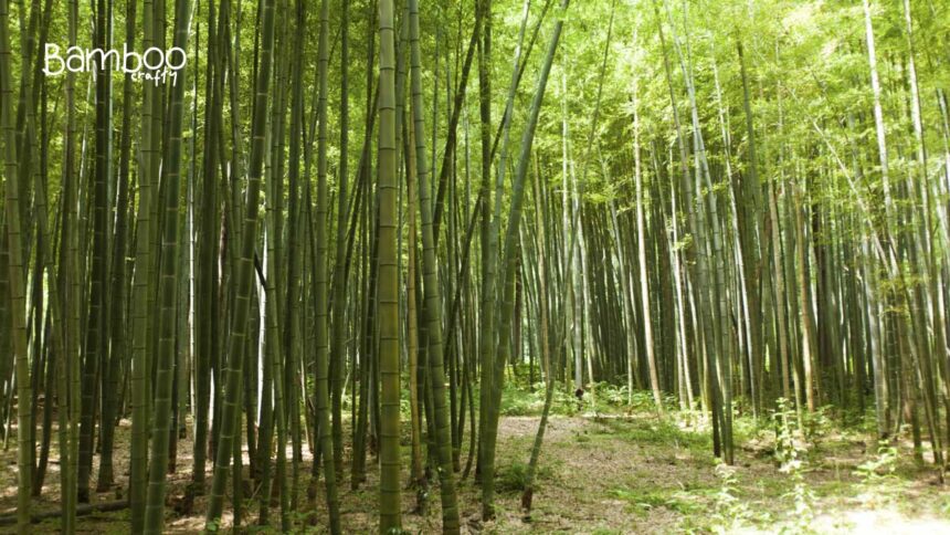 Can Bamboo Grow in Missouri? Thriving Tips Revealed!