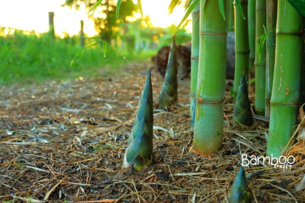 How Fast Can Bamboo Grow: Astonishing Speed Secrets!