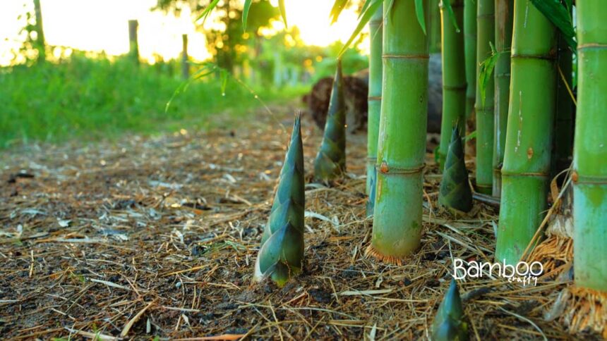 Does Bamboo Grow in Shade? Unveiling the Truth