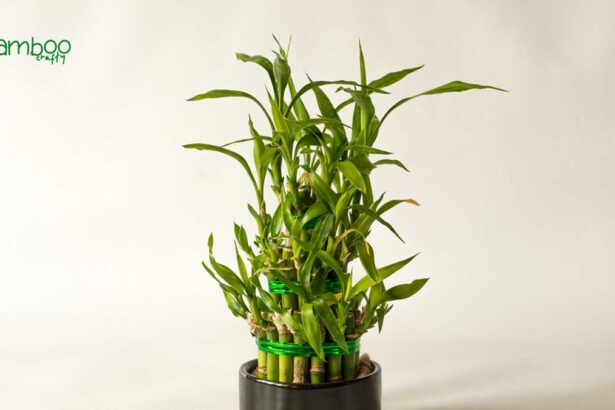 How to Save a Dying Bamboo Plant: Revive with Ease!