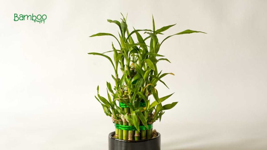 How to Save a Dying Bamboo Plant: Revive with Ease!