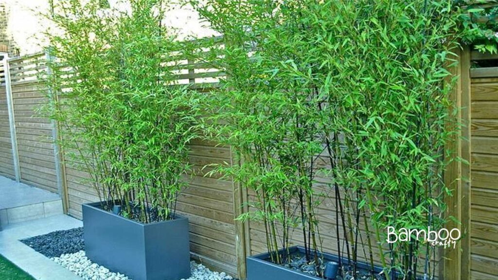 Grow Bamboo in Containers