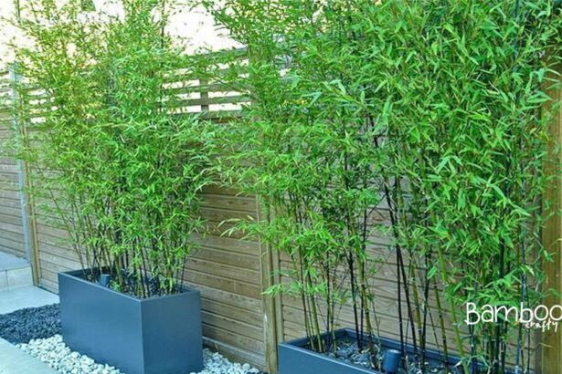 When to Remove Bamboo Tree Support: Best Tips & Tricks