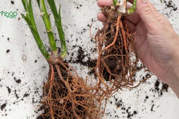 How Deep Do Bamboo Roots Go: Unearthing Facts!