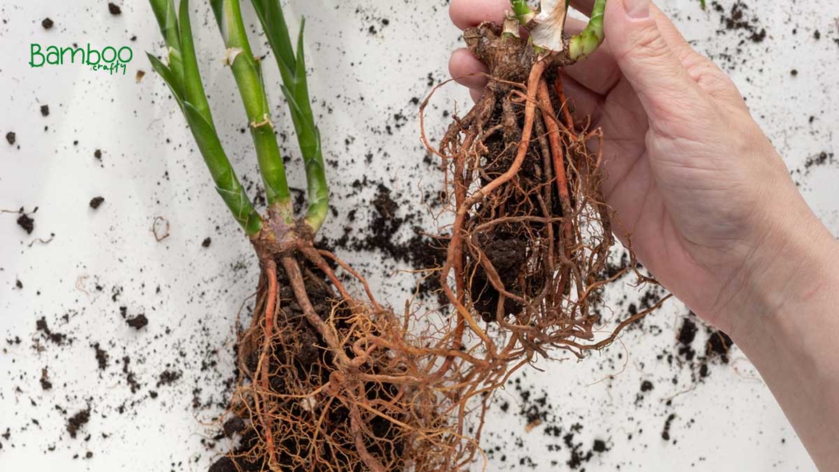 How Deep Do Bamboo Roots Go: Unearthing Facts!