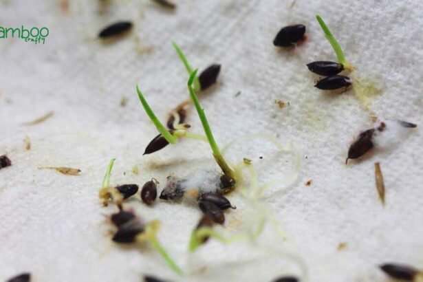 How to Grow Bamboo Seeds: Quick & Thriving Tips!