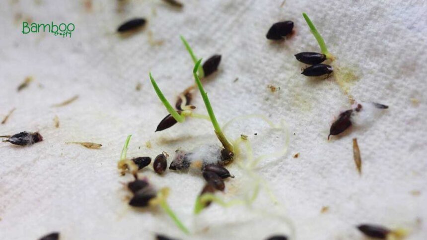 How to Grow Bamboo Seeds: Quick & Thriving Tips!