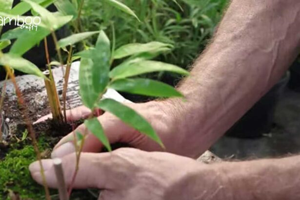 How to Propagate Clumping Bamboo: Easy Growth Tips