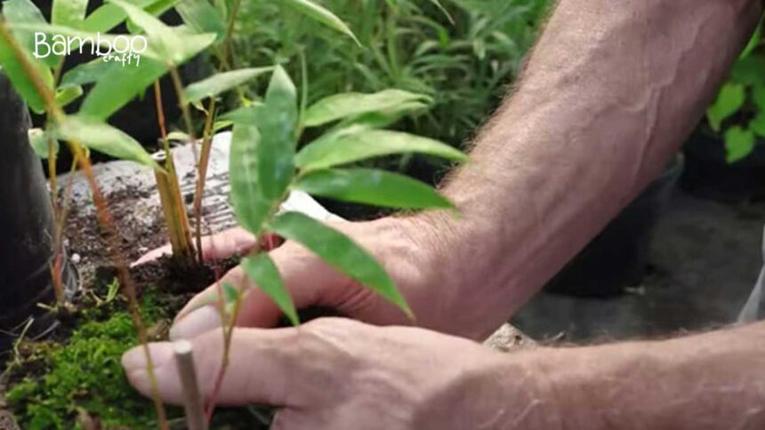 How to Propagate Clumping Bamboo: Easy Growth Tips