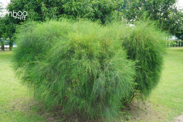 Mexican Weeping Bamboo: Lush Elegance Unveiled