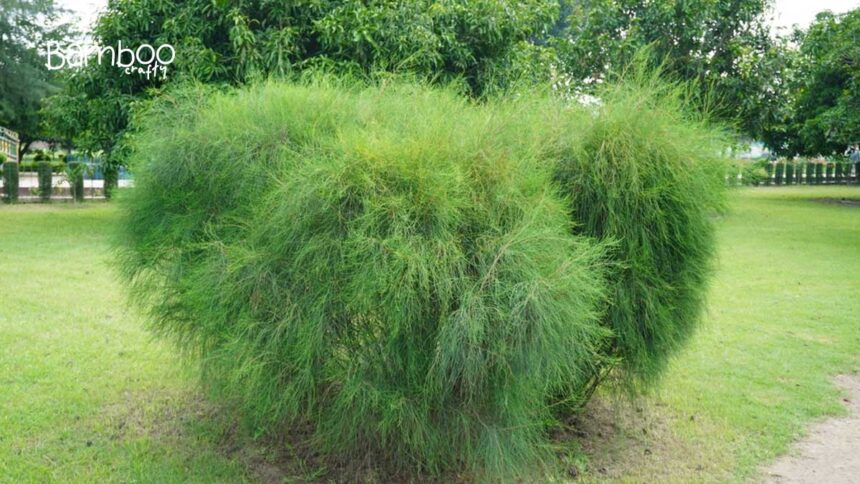 Mexican Weeping Bamboo: Lush Elegance Unveiled