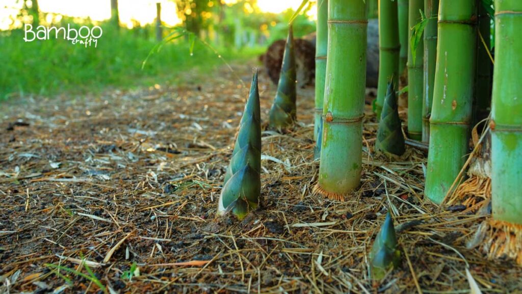 Planting Bamboo In Missouri