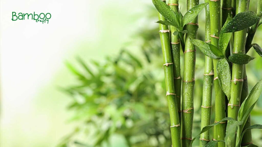 What are the Benefits of Bamboo