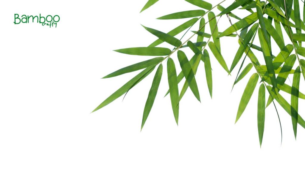 What is the Health Benefits of Bamboo Leaves