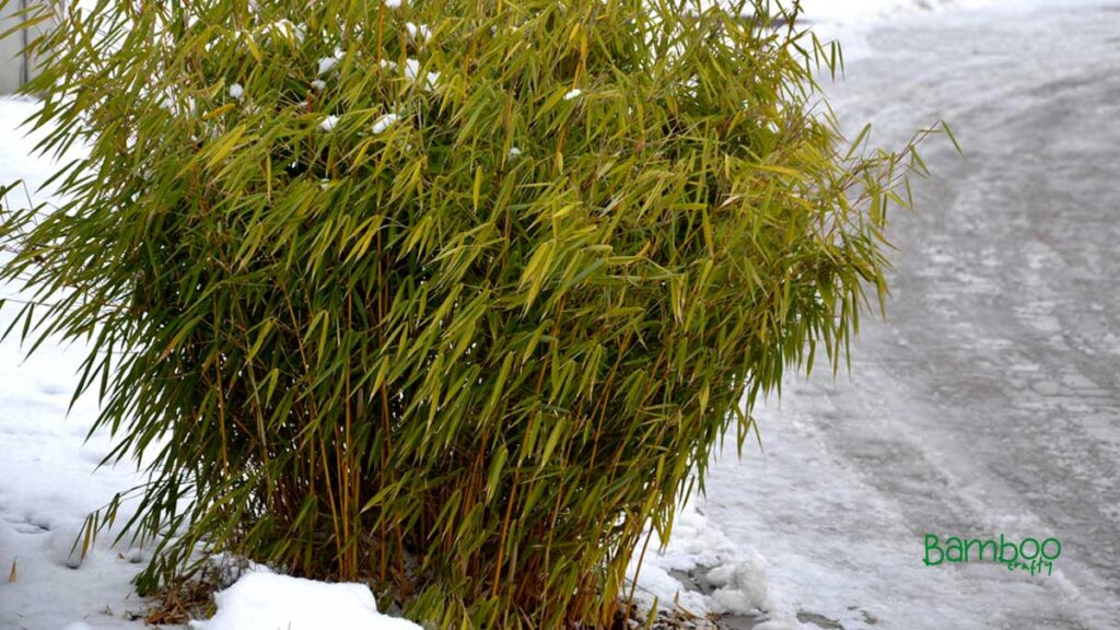 Bamboo Grow in Cold Climates